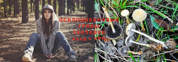 шишки Покачи